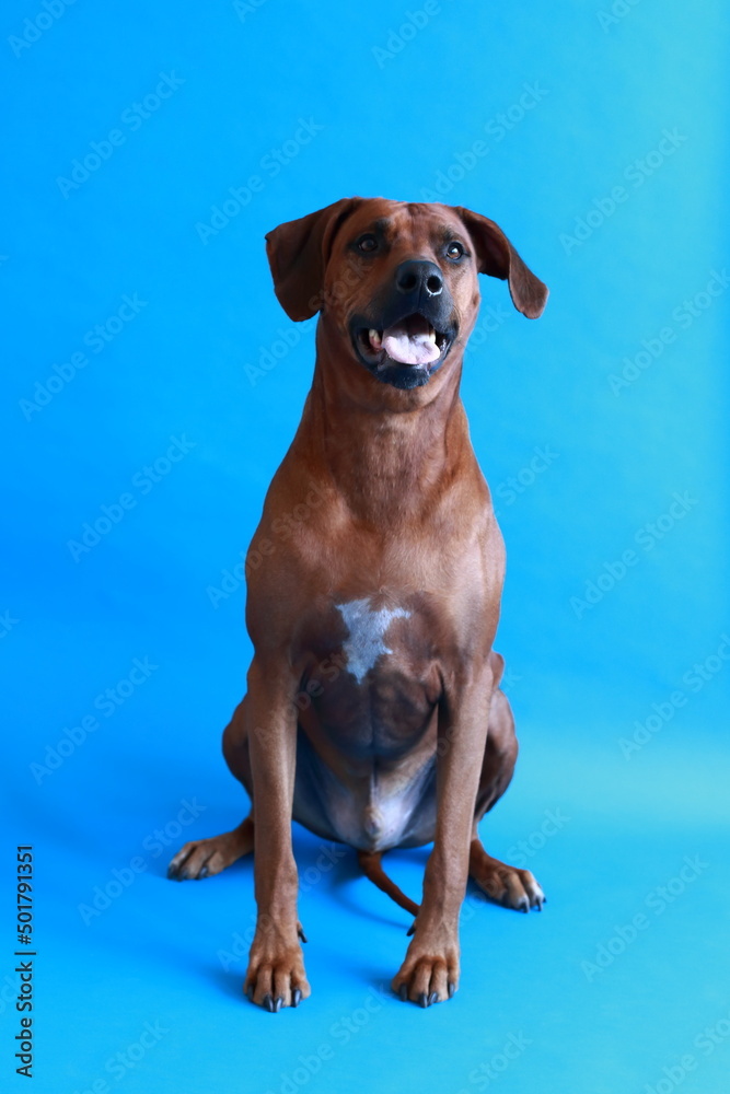 Full length high angle side view of beautiful large Rhodesian Ridgeback dog sitting against blue seamless background with tongue out