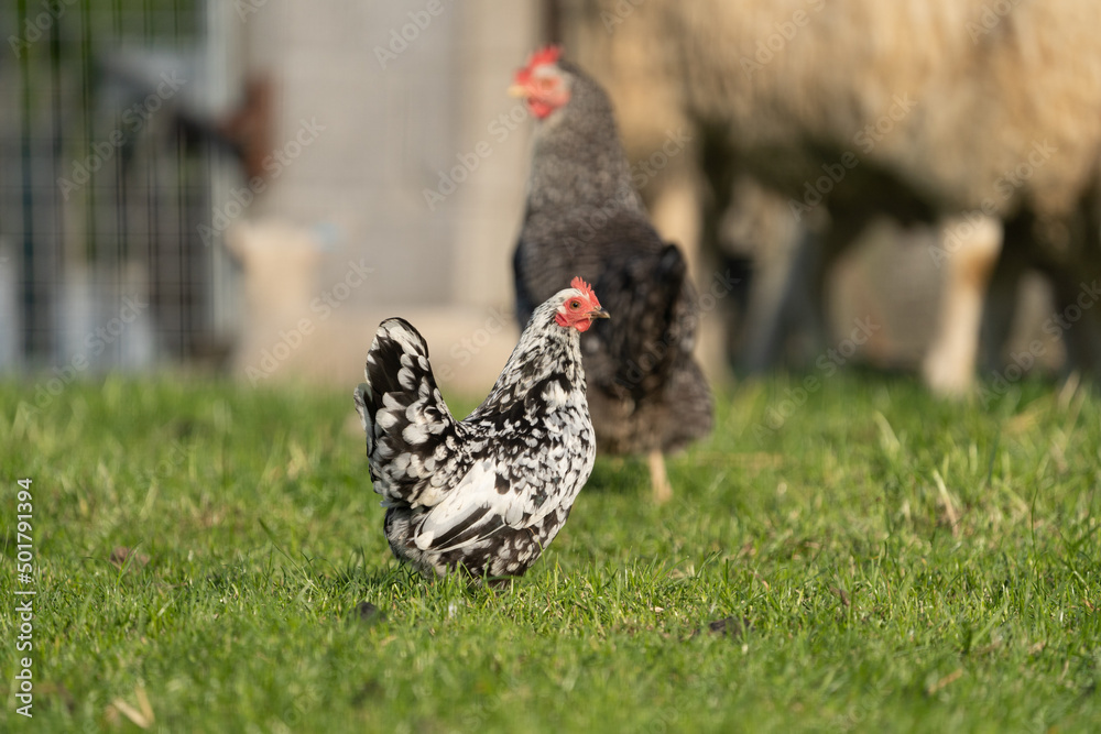 White and black free range chicken on grass, Sabelpootkriel chicken