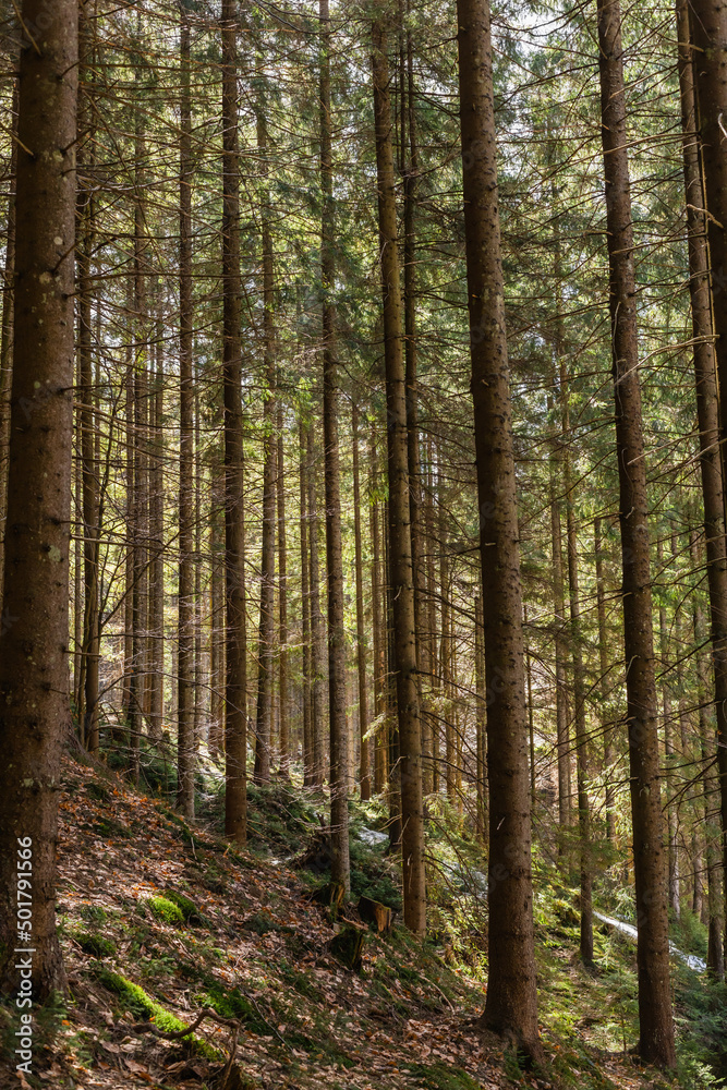Evergreen forest on hill in mountains.