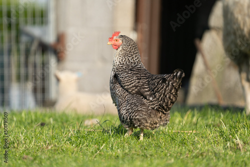 range chicken coucou colour chicken, koekoek kip, on the farm