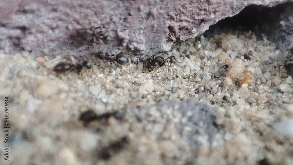 Close up macro view of black ant. Black garden ant activity. Also known as the common black ant Close up macro view of black ant. Black garden ant activity. Also known as the common black ant