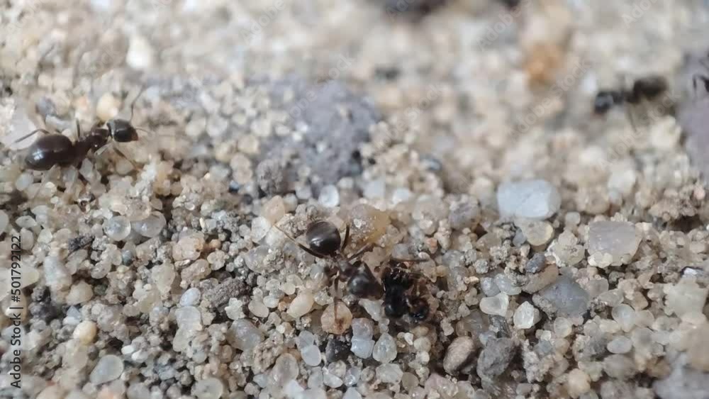 Close up macro view of black ant. Black garden ant activity. Also known as the common black ant Close up macro view of black ant. Black garden ant activity. Also known as the common black ant