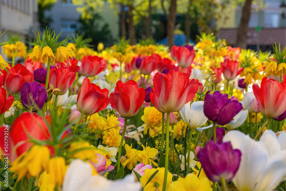 a sea of various colorful spring flowers
