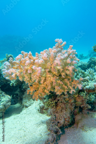 Colorful  picturesque coral reef at the bottom of tropical sea  Cauliflower Coral  underwater landscape