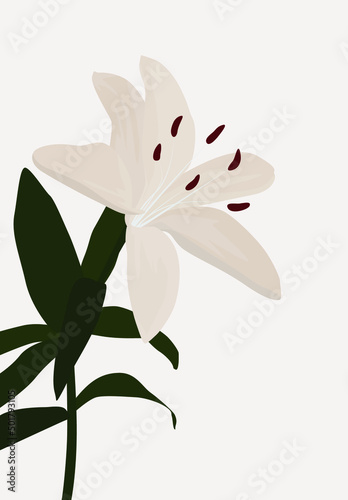 Vector flat image of a light pink flower with green leaves. Image of a lily on a light background. Design for postcards, avatars, posters, templates, textiles, banners.