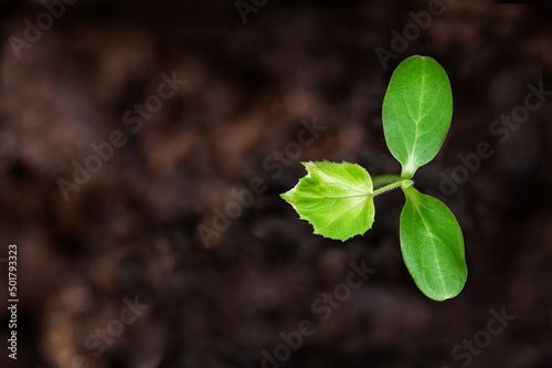 small plant growing up from soil over defocused nature backround. view from above