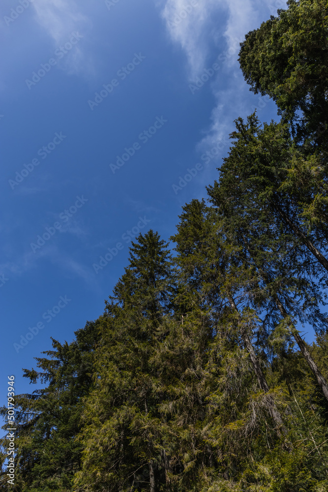 Bottom view of spruce trees with blue sky at background.