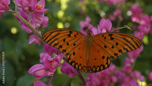 Borboleta
