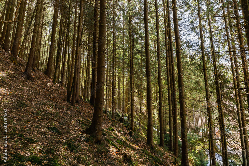 Coniferous trees on hill in mountains. Coniferous trees on hill in mountains.