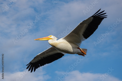 Migratory birds in Colorado. American White Pelican in flight.