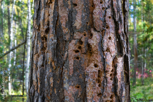 tree trunk with traces of woodpecker hollowing. Holes in the tree that the woodpecker made