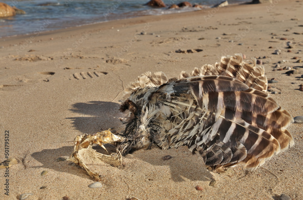 Obraz premium Low Angle Close up of Dead Partially Decomposed or Eaten Seagull or Bird on the Beach