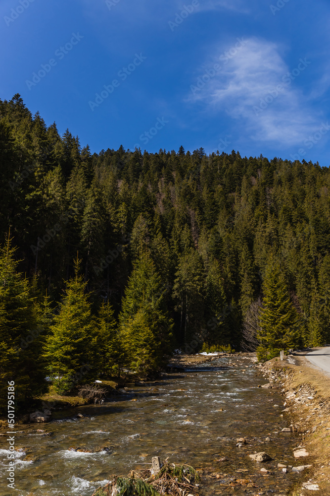 Spruce trees near mountain river with blue sky at background. Spruce trees near mountain river with blue sky at background.