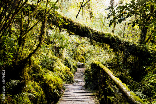 Path in the middle of a forest in chilean patagonia