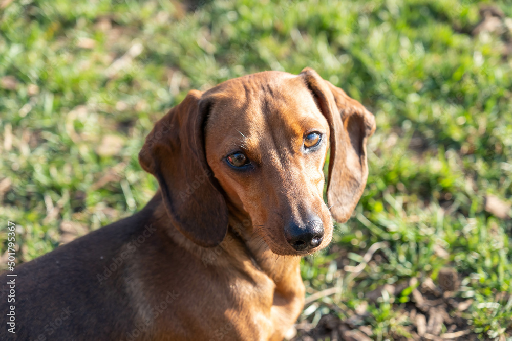 Dachshund dog in outdoor. Beautiful Dachshund standing on the green grass. Cute little dog on nature background