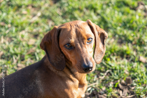 Dachshund dog in outdoor. Beautiful Dachshund standing on the green grass. Cute little dog on nature background