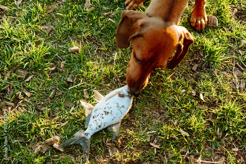 young dachshund dog eats freshly caught bream in the green grass