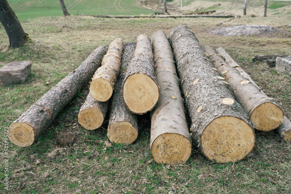 Forest pine and spruce trees. Log trunks pile, the logging timber wood industry.