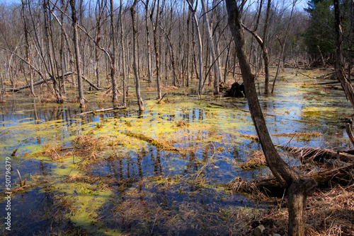 Marsh in the regional park of Saint-Bernard-de-Lacolle, Quebec, Canada. Natural swamp in Spring