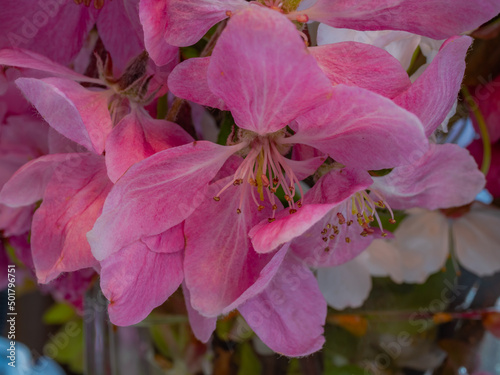 Early spring flowers in the garden. Close up.