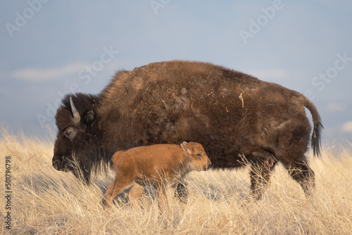american bison mother and baby