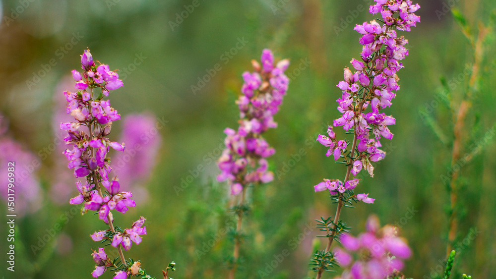 Macro de tiges et de fleurs de bruyère sauvages Macro de tiges et de fleurs de bruyère sauvages
