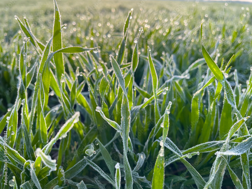 Obraz premium Green Wheat with frozen morning dew