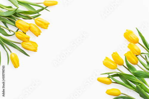 White background and yellow tulips