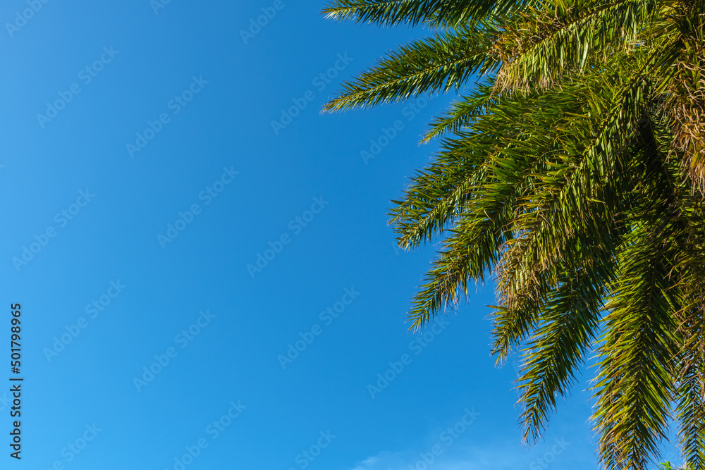 Naklejka premium palm tree against blue sky
