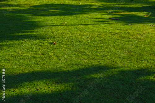 beautiful green grass in a sunny field © Jeaniepie