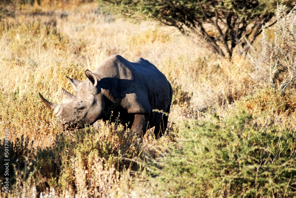 Fototapeta premium Rhino 33