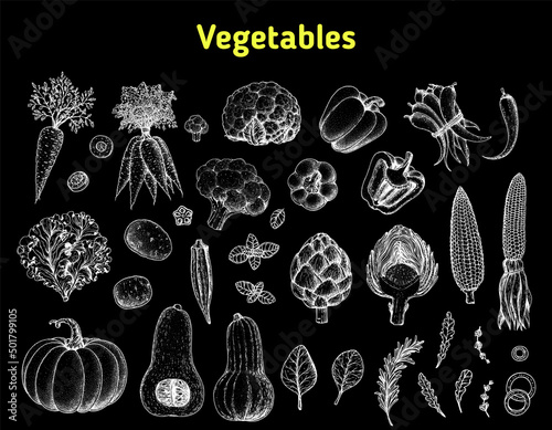 Vegetables drawing collection. Hand drawn illustration. Organic food poster. Vintage hand drawn sketch. Good nutrition, healthy food. Vegetable vector illustration.
