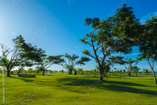 Beautiful garden landscape with scattered trees in the field