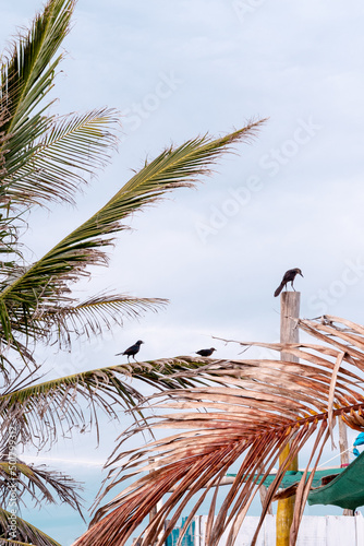 black bird standing in a stick