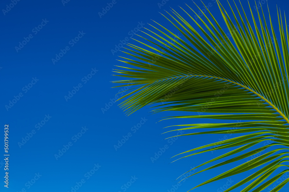 palm leaf with blue sky background perfect for summer backgrounds