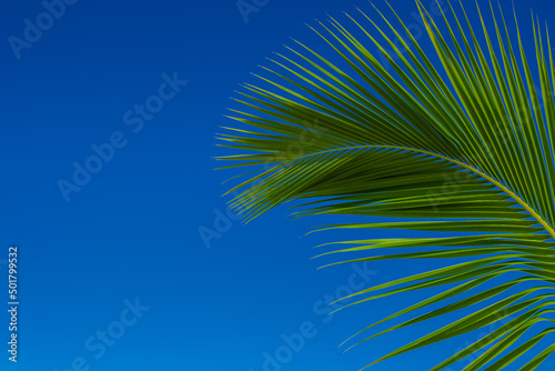 palm leaf with blue sky background perfect for summer backgrounds