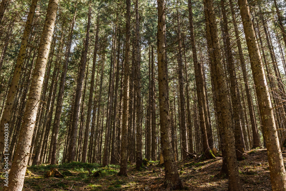 Fototapeta premium Evergreen forest with sunlight on ground at daytime.