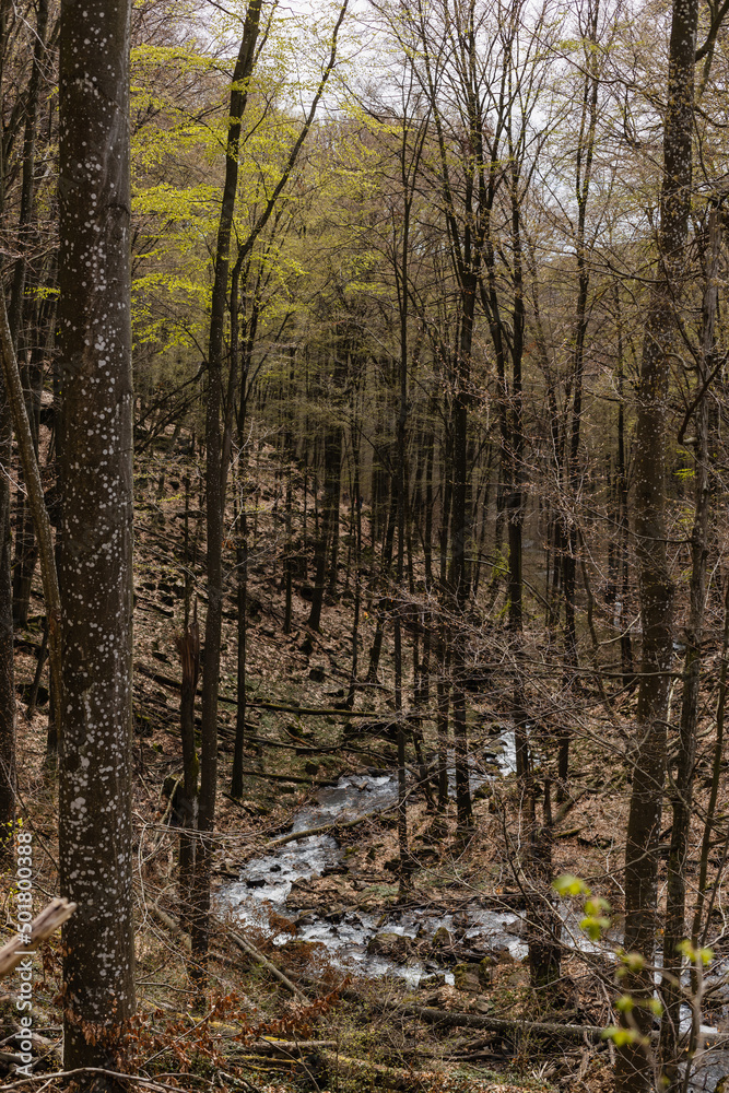 Mountain creek and woods in autumn forest. Mountain creek and woods in autumn forest.