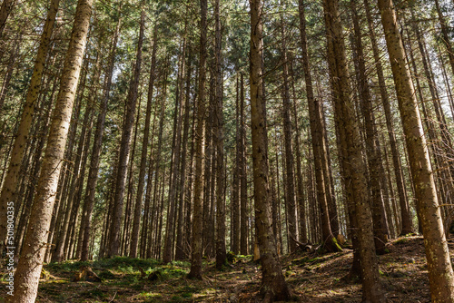 Evergreen forest with sunlight on ground at daytime. © LIGHTFIELD STUDIOS