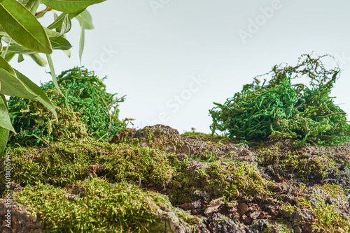 Empty tree bark part and moss with selective focus background Mockup display for organic cosmetic product