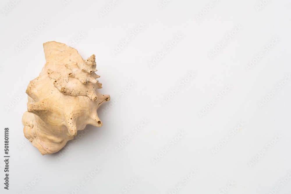 Sea shell on white background, top view Sea shell on white background, top view