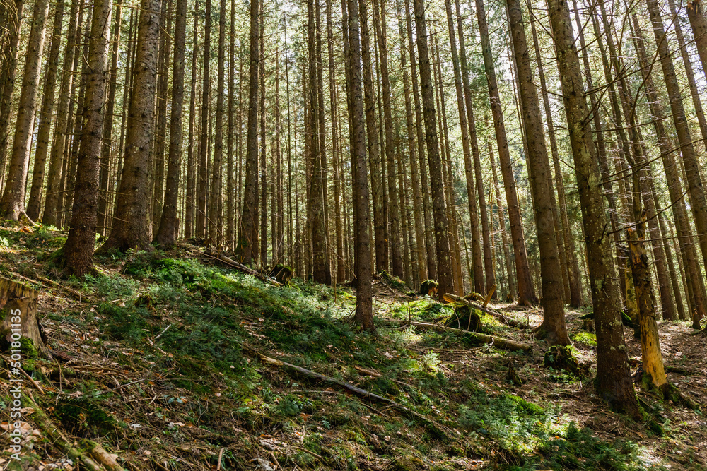 Obraz premium Scenic view of sunlight on moss in evergreen forest.