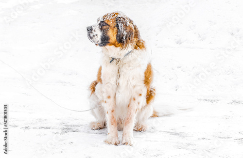 St Bernard in snow