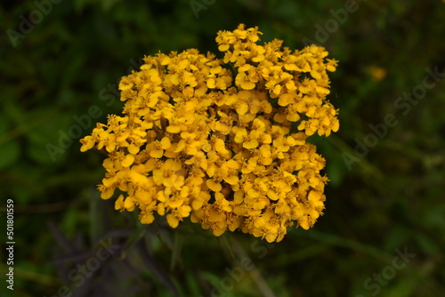 Florecillas amarillas photo