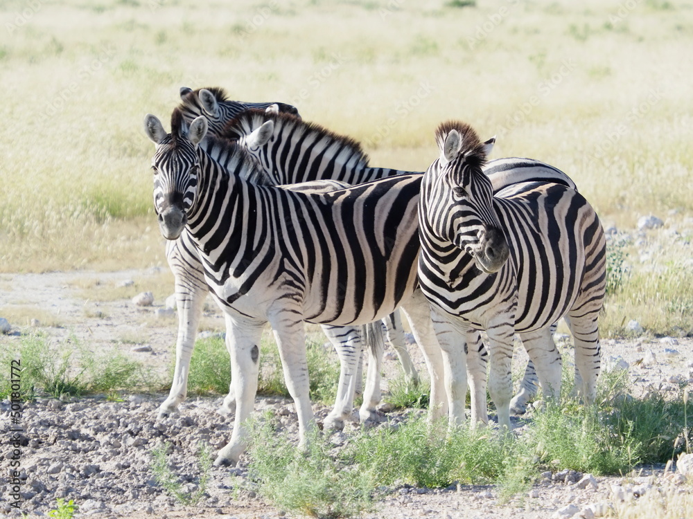 Fototapeta premium Zebra in Etosha National Park