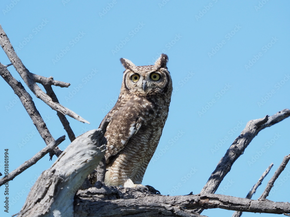 Fototapeta premium Spotted eagle owl