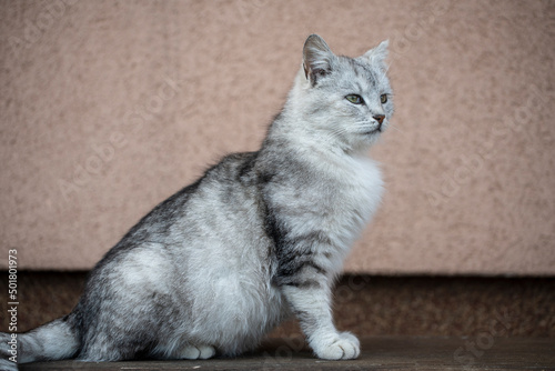 Beautiful portrait of scottish straight cat on a wooden bench. Grey striped scottish straight-eared cat