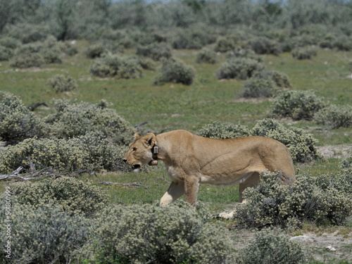 Lioness with radio operated collar
