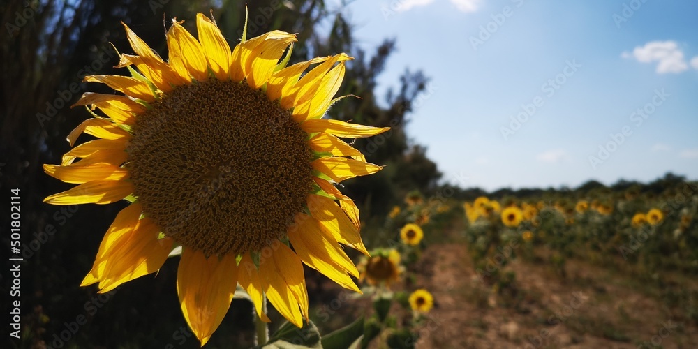 girasol, gira sol, amarillo, bello, publicidad, fondo escritorio, vida,  pipas, margarita, aceite de girasol, esperanza, soledad, único, flor,  amarilla, naturaleza, verano, campa, cielo, fábrica, sol фотография Stock |  Adobe Stock