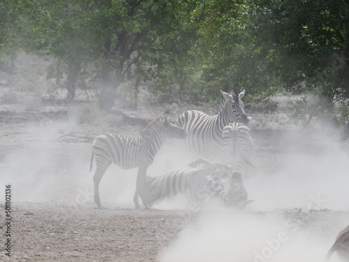 Zebra in Etosha National Park
